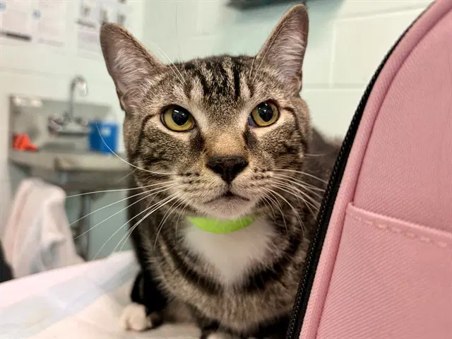 Betty - Domestic Short Hair