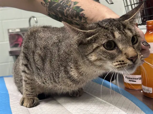 Lasagna - Domestic Short Hair
