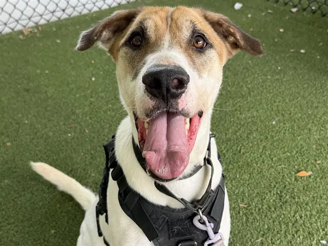 Jett - American Foxhound