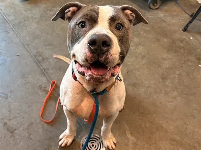 Astro - American Bulldog