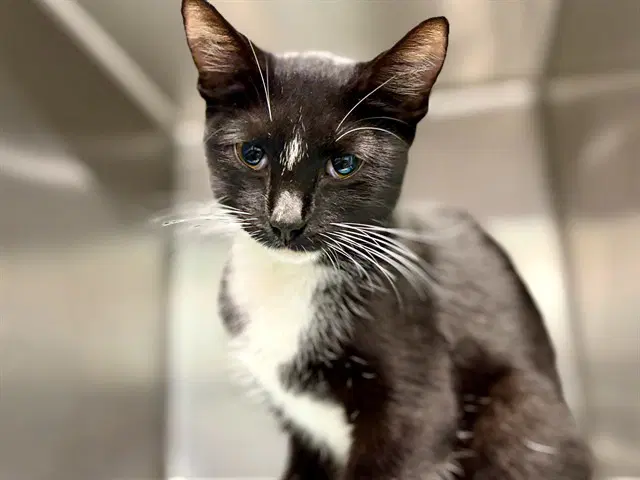 Rose - Domestic Short Hair