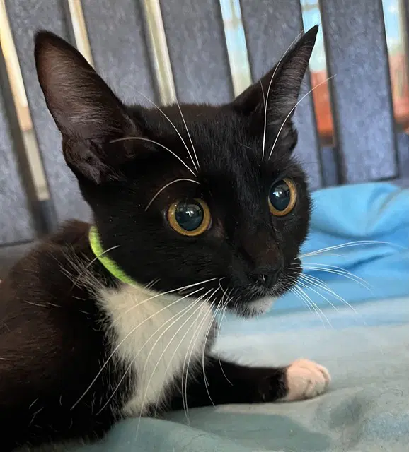 Nina - Domestic Short Hair