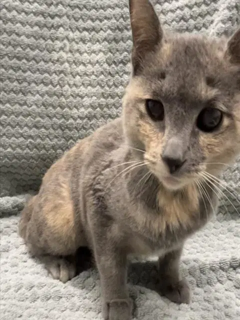 Dill Pickle - Domestic Short Hair