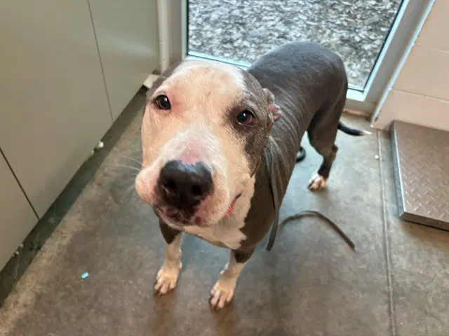 Blue - Great Dane