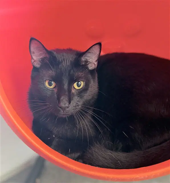 Butchie - Domestic Short Hair