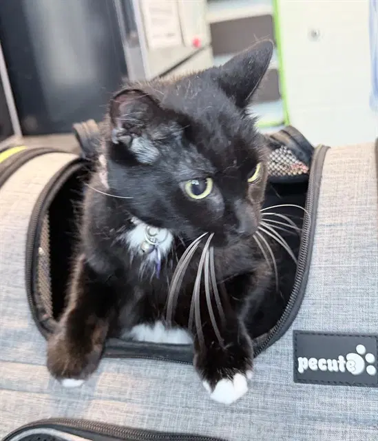 Shadow - Domestic Short Hair