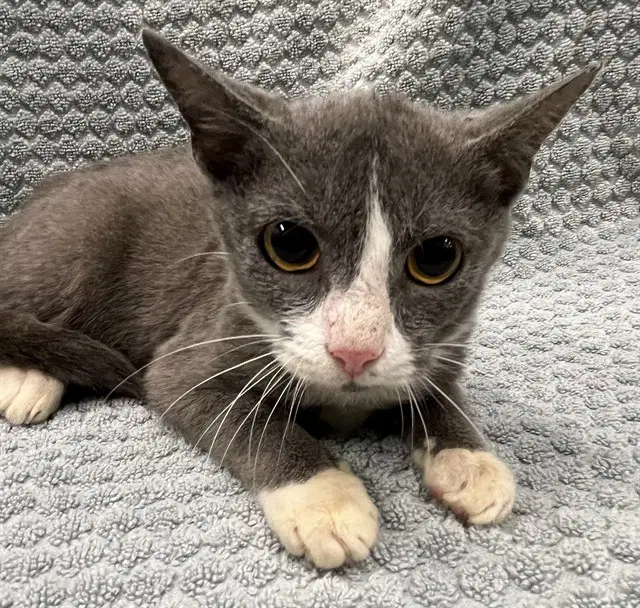 Trinket - Domestic Short Hair