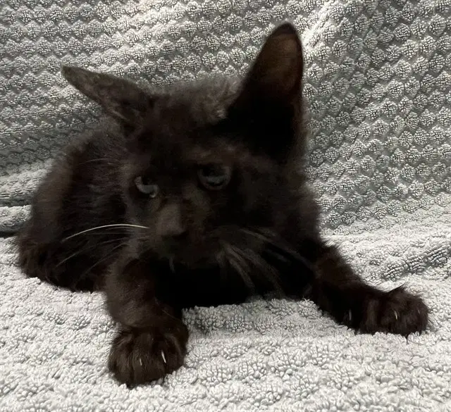 Spooky - Domestic Short Hair