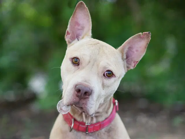 Rydell - Carolina Dog