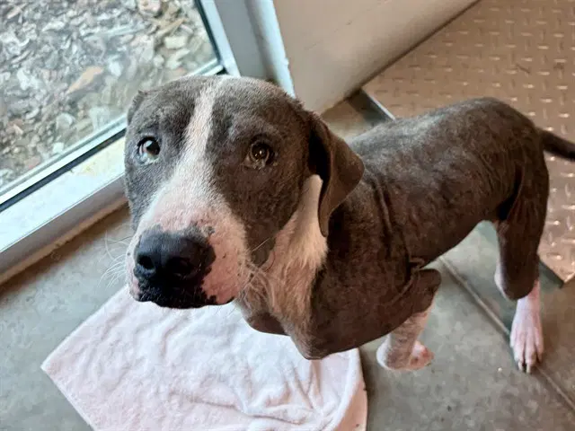 Virgil - American Staffordshire Terrier