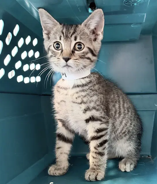 Cappy - Domestic Short Hair
