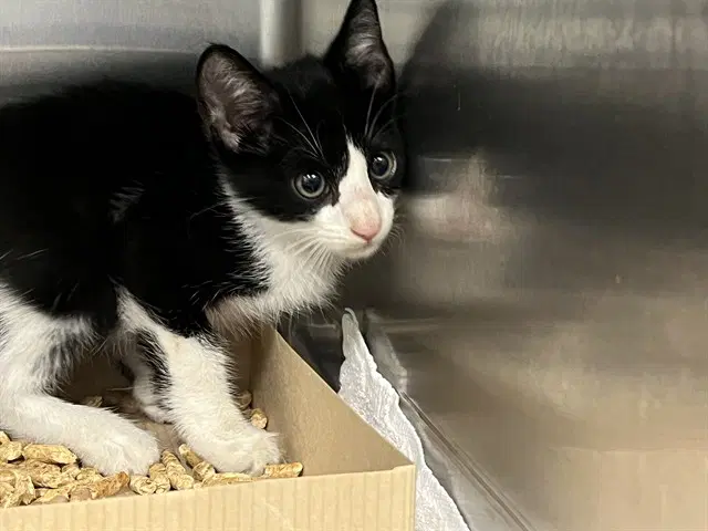 Brian - Domestic Short Hair