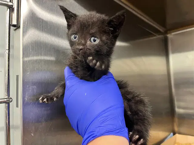 Lorie - Domestic Short Hair