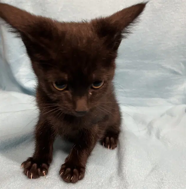 Lorie - Domestic Short Hair