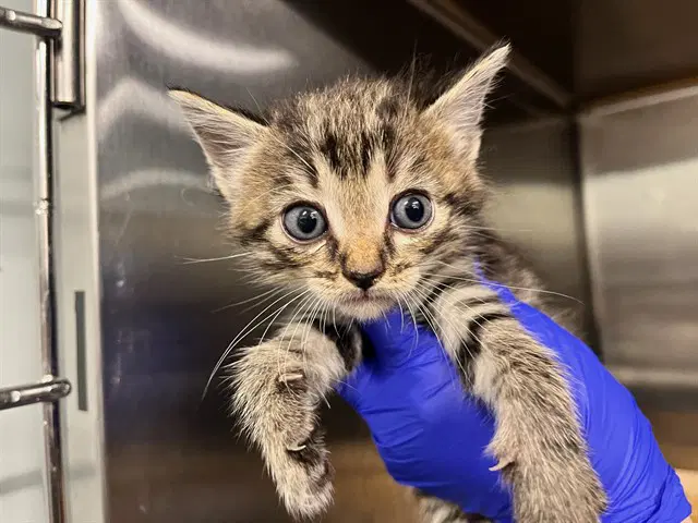 Linus - Domestic Short Hair