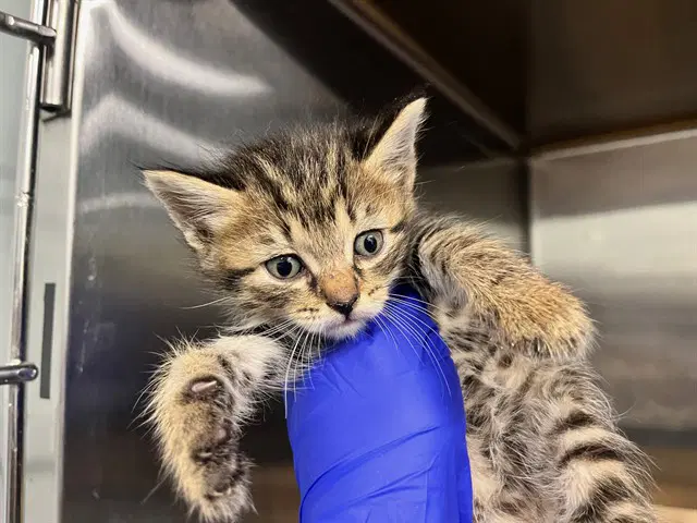 Lyla - Domestic Short Hair