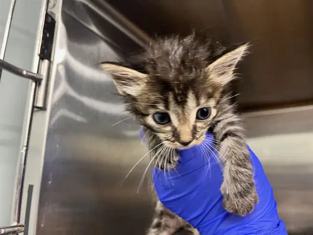 Lydia - Domestic Short Hair