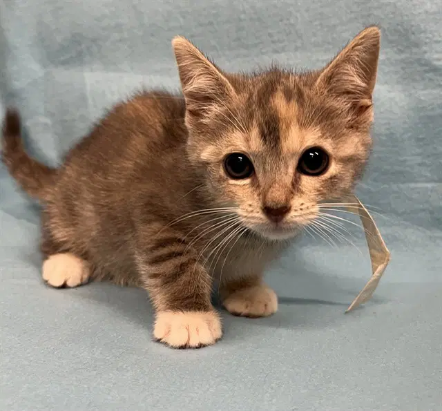 Jesiba - Domestic Short Hair