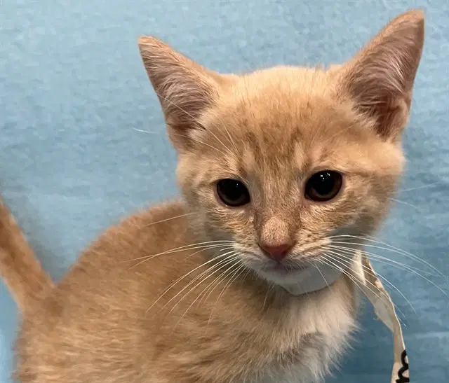 Tamale - Domestic Short Hair