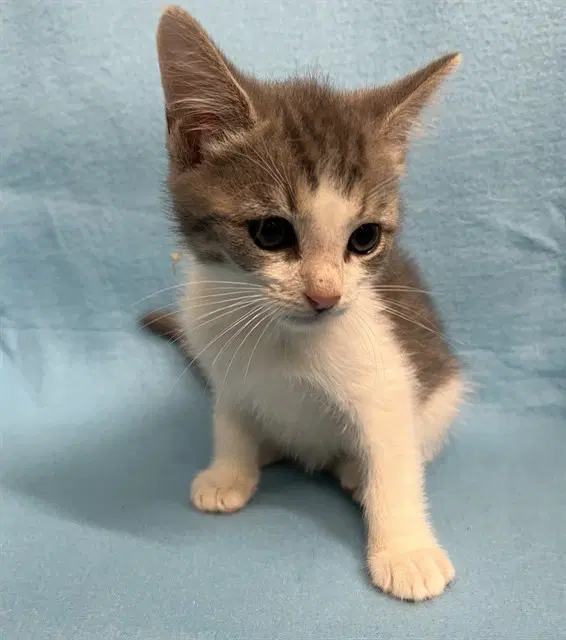 Athalar - Domestic Short Hair