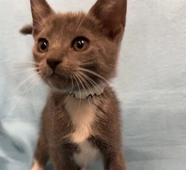 Ruhn - Domestic Short Hair