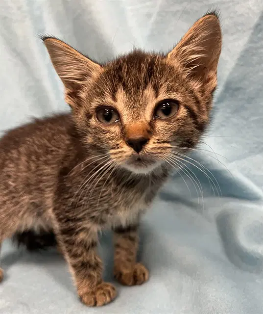 Minnie - Domestic Short Hair