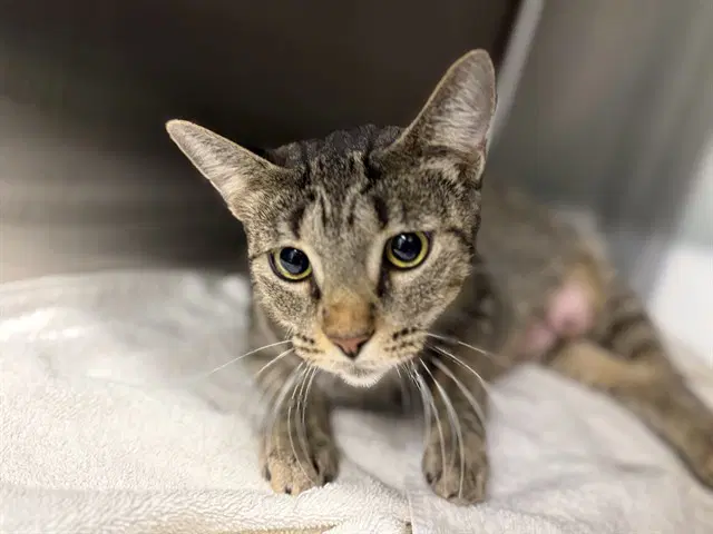 Mochi - Domestic Short Hair