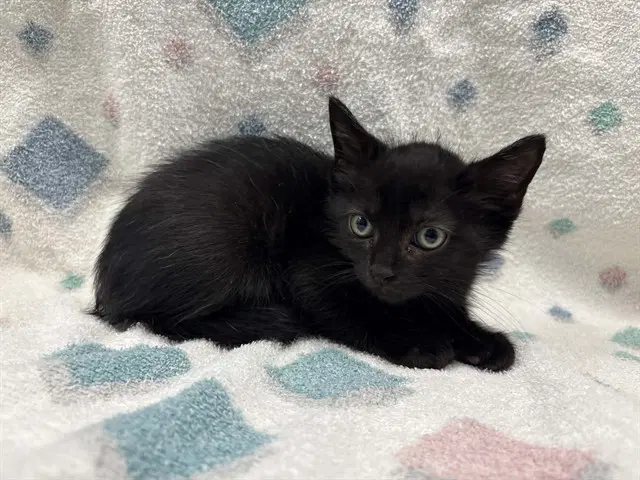Ember - Domestic Short Hair