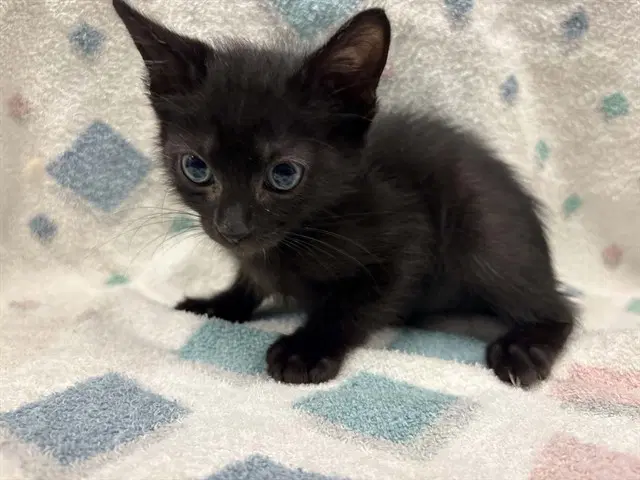 Shadow - Domestic Short Hair