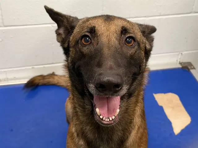 Cortland - Belgian Shepherd Malinois