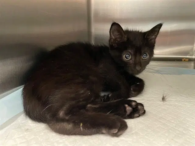 Mila - Domestic Short Hair