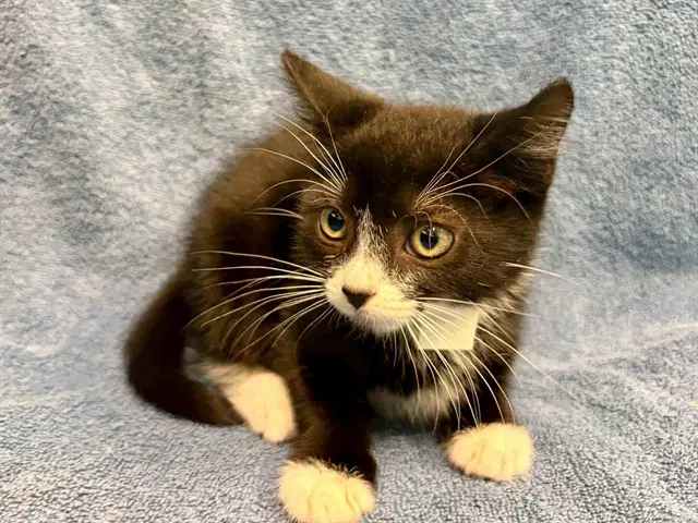 Trendy - Domestic Short Hair