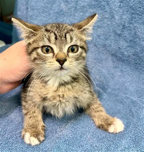 Trina - Domestic Short Hair