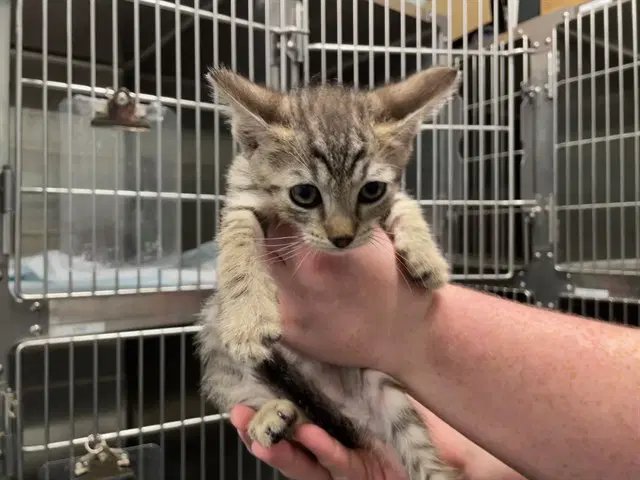 Reilly - Domestic Short Hair