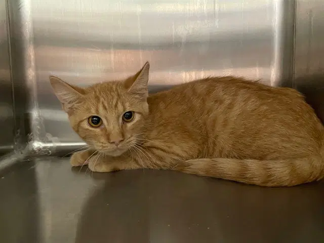 Kitty - Domestic Short Hair