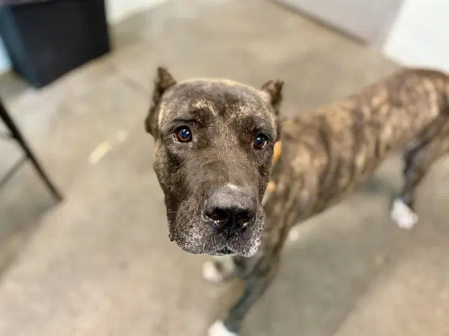 Cliff - Presa Canario