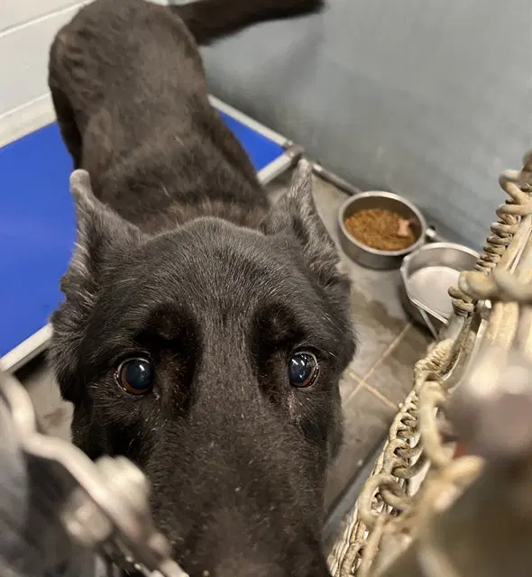 Lily - German Shepherd Dog