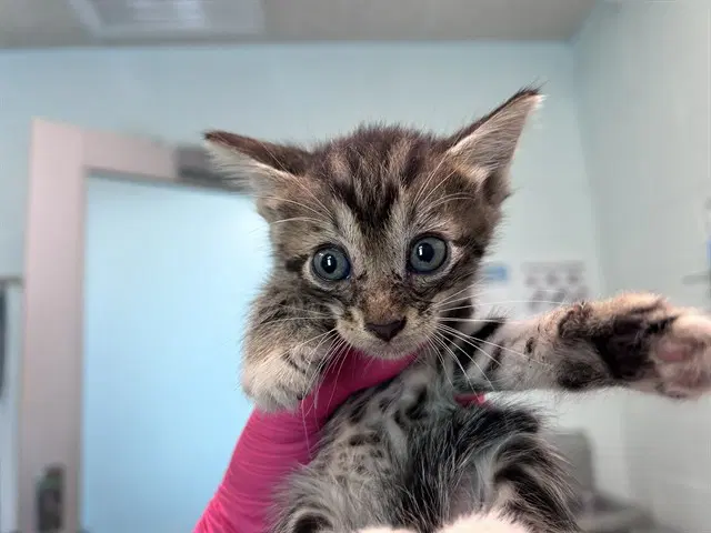 Kadabra - Domestic Short Hair