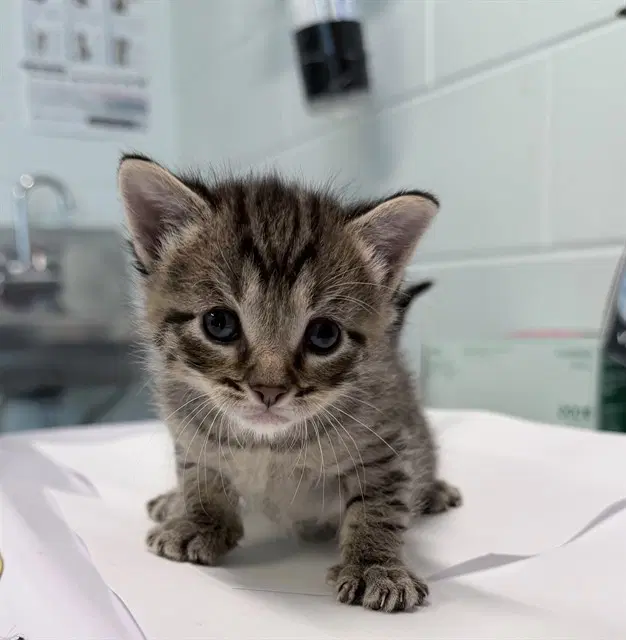 Ashton - Domestic Short Hair
