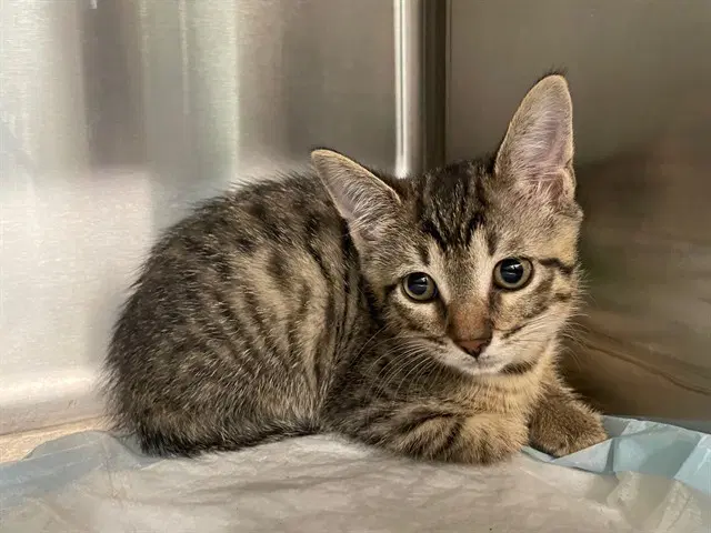 Ashton - Domestic Short Hair