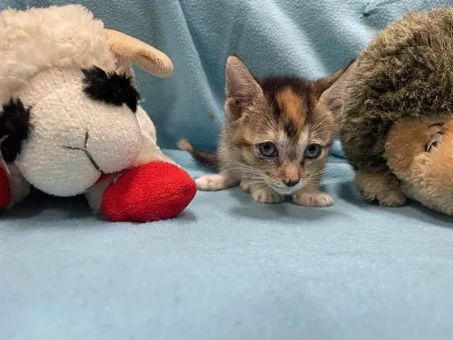 Sweet Pea - Domestic Short Hair