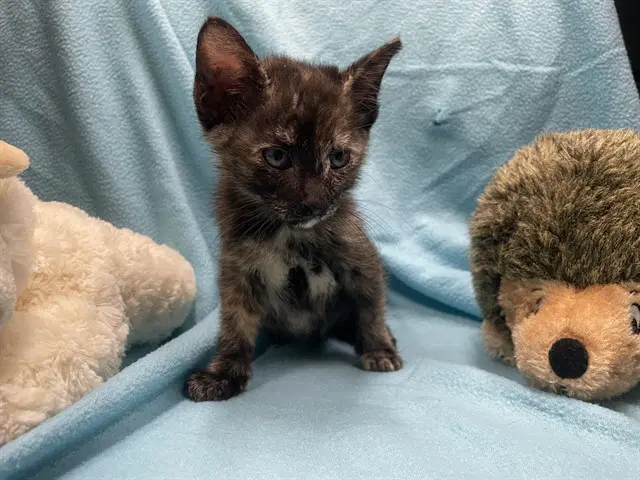 Mystery - Domestic Short Hair