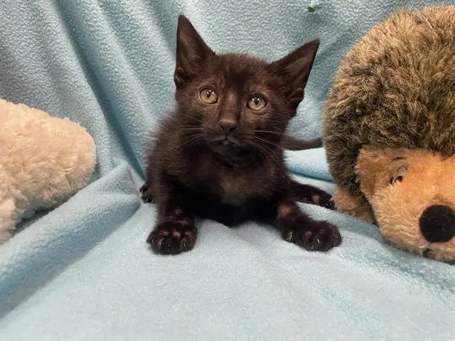 Binx - Domestic Short Hair