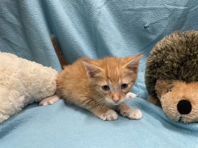 Morris - Domestic Short Hair