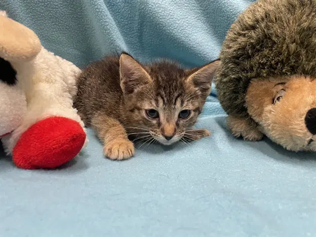Jaws - Domestic Short Hair