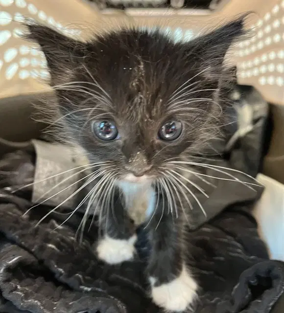 Domino - Domestic Short Hair