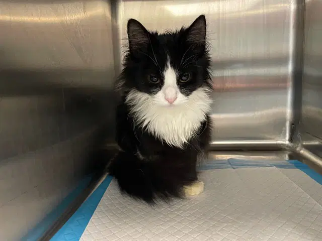 Thomas - Domestic Medium Hair