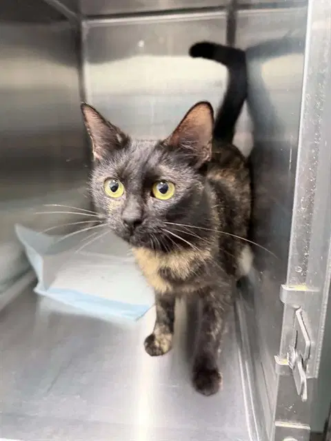 Shelly - Domestic Short Hair