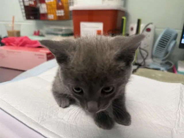 Unknown - Domestic Short Hair