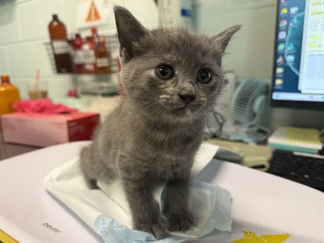 Unknown - Domestic Short Hair
